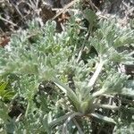 Artemisia glacialis List