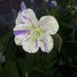 Geranium pratenseÇiçek