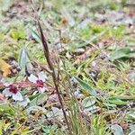 Ptilagrostis yadongensis Habit