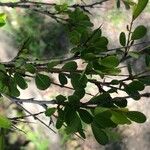 Flueggea tinctoria Leaf