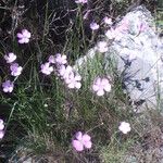 Dianthus subacaulis Habit