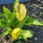 Lysichiton americanus Floro