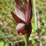 Serapias strictiflora Flower