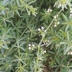 Galium album Flower