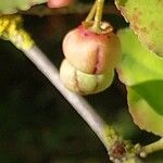 Euonymus oxyphyllus Plod