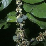 Emmotum fagifolium Gyümölcs