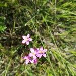 Centaurium erythraea花