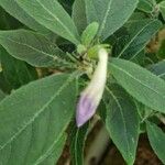 Ruellia humilis Folla