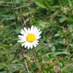 Leucanthemum heterophyllum 花