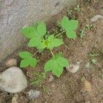 Cleome rutidosperma Hoja