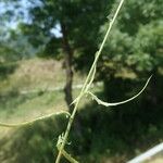 Mantisalca salmantica Leaf