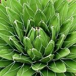 Agave victoriae-reginae Листок