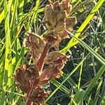 Orobanche gracilis Flor