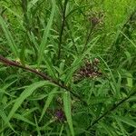 Vernonia fasciculata Folha