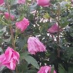 Hibiscus syriacusFlor