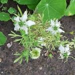 Nigella sativa عادت داشتن