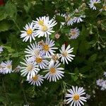 Symphyotrichum lanceolatum Λουλούδι