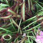 Drosera capensis Blad