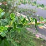 Escallonia virgata Fuelha