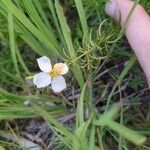 Rhexia mariana Blüte