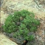 Juniperus monosperma Hábito