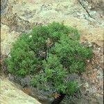 Juniperus monosperma Агульны выгляд