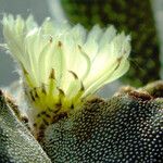 Astrophytum myriostigma 花