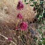 Allium sphaerocephalon Kvet