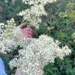 Filipendula ulmariaЦвят