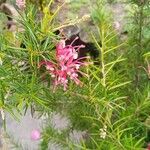 Grevillea rosmarinifolia Квітка