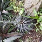 Agave maculata Blatt