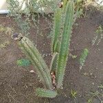 Praecereus euchlorus Feuille