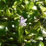 Pontederia crassipes Flower