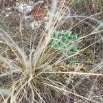 Stipa barbata Plod