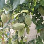 Araujia sericifera Frukt