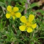 Potentilla argenteaFlor