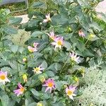 Dahlia tenuicaulis 花