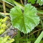 Malva neglecta 叶