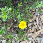 Cistus lasianthusFleur