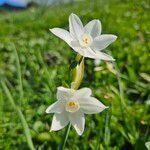 Narcissus papyraceus 花