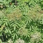 Sambucus canadensisFrunză