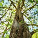 Metasequoia glyptostroboides বাকল