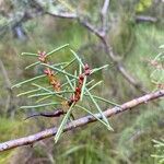 Hakea sericea Blad