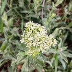 Lepidium draba Flower