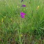 Gladiolus palustris Květ