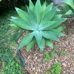 Agave attenuata Deilen