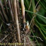 Carex colchica 樹皮