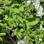 Exochorda racemosa Hoja