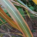 Miscanthus × longiberbis Blad