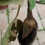 Solanum melongena Fruit